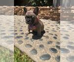 Small Photo #27 French Bulldog Puppy For Sale in WHITTIER, CA, USA