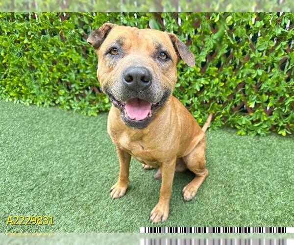Medium Photo #1 American Pit Bull Terrier Puppy For Sale in West Palm Beach, FL, USA
