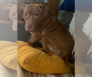 Tracey - Female Mutt Dog for Adoption - Photo #3