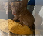 Small #2 Mutt
