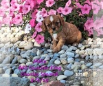 Puppy Millie Cavalier King Charles Spaniel