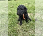 Small Photo #5 Goldendoodle Puppy For Sale in EATON RAPIDS, MI, USA