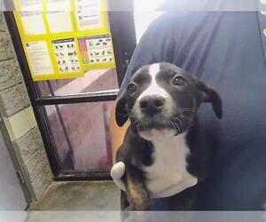 Mutt Dogs for adoption in Tulsa, OK, USA