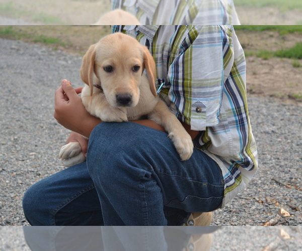 Medium Photo #22 Labrador Retriever Puppy For Sale in GREENWOOD, WI, USA