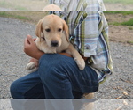 Small #1 Labrador Retriever