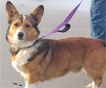 Small Photo #1 Pembroke Welsh Corgi Puppy For Sale in OROVILLE, CA, USA