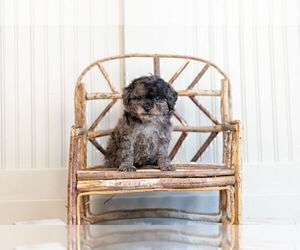Poodle (Toy) Puppy for Sale in WARSAW, Indiana USA