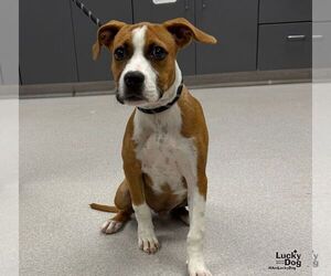 Timmy - Male Boxador Dog for Adoption