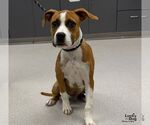 Timmy - Male Boxador Dog for Adoption - Small photo