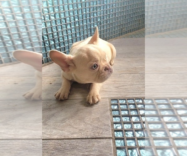 Medium Photo #5 French Bulldog Puppy For Sale in INDIANAPOLIS, IN, USA