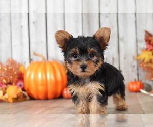 Yorkshire Terrier Puppy for sale in MOUNT VERNON, OH, USA