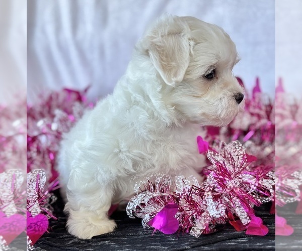 Medium Photo #10 Maltese Puppy For Sale in ROCK STREAM, NY, USA