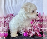Small #9 Maltese