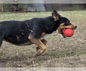 Ava Marie - Female Mutt Dog for Adoption - Photo #5