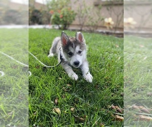 Siberian Husky Puppy for sale in MENIFEE, CA, USA