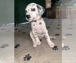 Puppy Remy Dalmatian