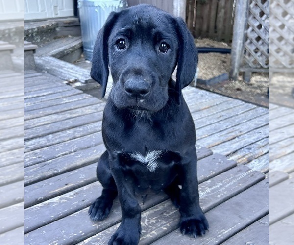 Medium Photo #4 German Shorthaired Lab Puppy For Sale in TACOMA, WA, USA