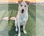 Small Labrador Retriever Mix