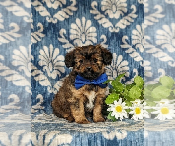 Medium Photo #3 Shorkie Tzu Puppy For Sale in KIRKWOOD, PA, USA