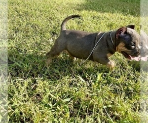 American Bully Puppy for Sale in CALLAWAY, Maryland USA