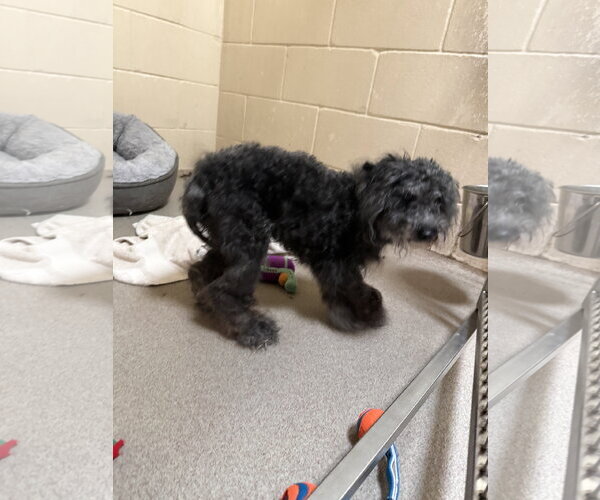 Medium Photo #5 Poodle (Miniature) Puppy For Sale in Sanford, FL, USA