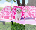 Small #17 Shih Tzu