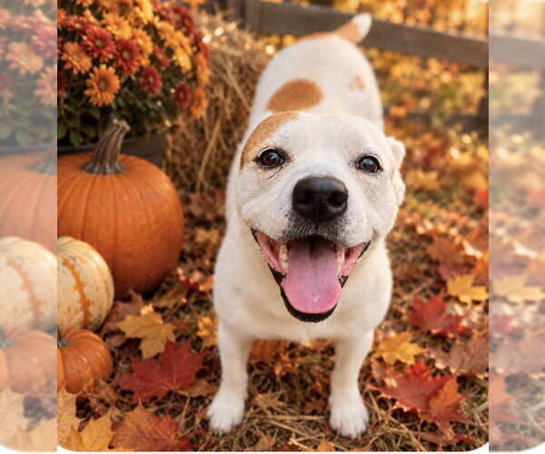 Medium Photo #1 Bostin American Bulldog Puppy For Sale in Southbury, CT, USA