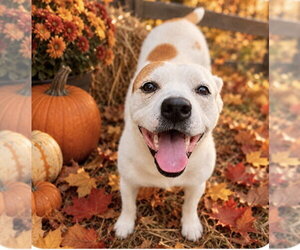 Bostin American Bulldog Dogs for adoption in Southbury, CT, USA