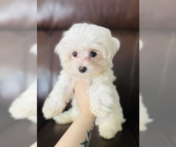 Medium Photo #1 Maltese Puppy For Sale in LOWELL, MA, USA