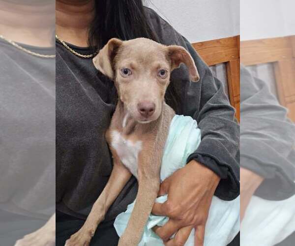 Medium Photo #10 Unknown-Weimaraner Mix Puppy For Sale in New York, NY, USA
