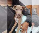 Small #9 Weimaraner Mix