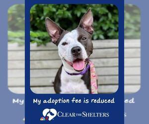 American Staffordshire Terrier-Unknown Mix Dogs for adoption in Boston, MA, USA