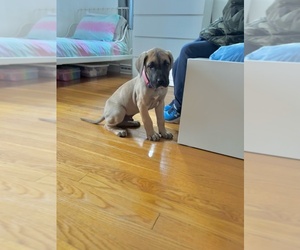 Great Dane Puppy for sale in MEDFORD, MA, USA