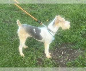 Father of the Wire Fox Terrier puppies born on 03/29/2025