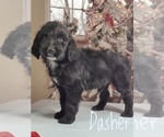 Small Photo #2 Goldendoodle Puppy For Sale in GOLDEN CITY, MO, USA