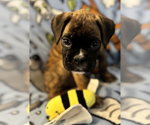 Medium Photo #1 Boxer Puppy For Sale in LANSING, MI, USA