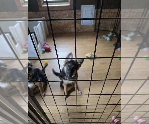 Medium Photo #4 German Shepherd Dog Puppy For Sale in LA FAYETTE, NY, USA