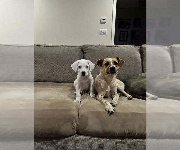 Medium Photo #4 Borador Puppy For Sale in Brewster, NY, USA