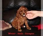 Small #2 Cavapoo (Miniature)