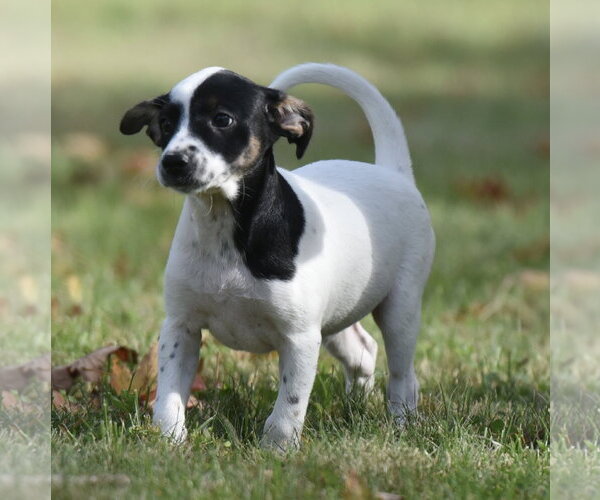 Medium Photo #4 Jackshund Puppy For Sale in Mechanicsburg, PA, USA