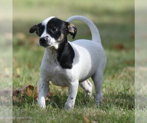 Ildredir - Male Jackshund Dog for Adoption - Photo #4