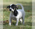 Small Photo #4 Jackshund Puppy For Sale in Mechanicsburg, PA, USA
