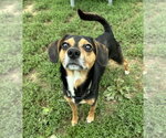 Small #2 Beagle Mix