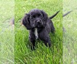 Small #2 Cock-A-Poo-Cocker Spaniel Mix