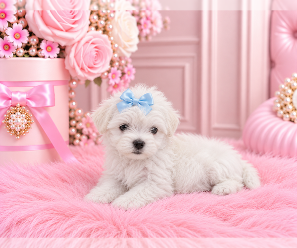 Medium Photo #3 ShihPoo Puppy For Sale in PEMBROKE PINES, FL, USA