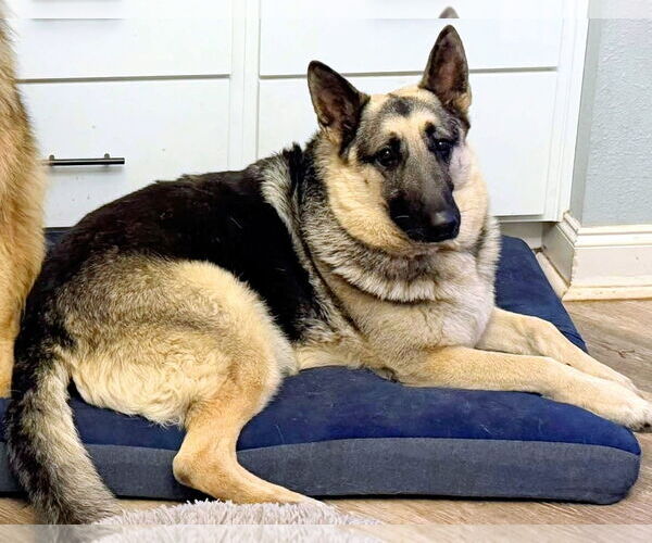 Medium Photo #2 German Shepherd Dog Puppy For Sale in Mobile, AL, USA