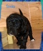 Small Photo #20 Goldendoodle Puppy For Sale in FREDERICKSBURG, VA, USA