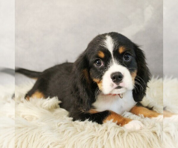 Medium Photo #5 Bernese Mountain Dog-Cavalier King Charles Spaniel Mix Puppy For Sale in COATESVILLE, PA, USA