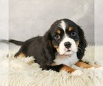 Small #4 Bernese Mountain Dog-Cavalier King Charles Spaniel Mix