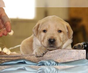 Labrador Retriever Puppy for sale in HYDE PARK, VT, USA